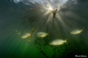 End of a nice dive (Rio Formoso - Brazil) by Raoul Caprez 